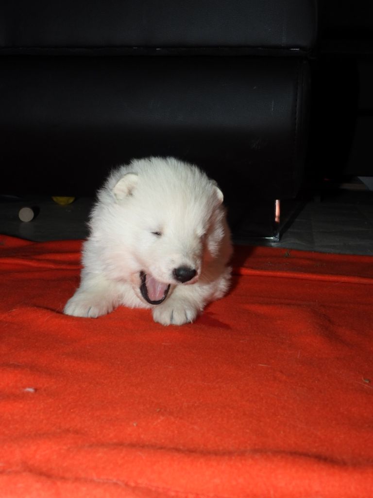 De La Forêt Des Bergers - Chiot disponible  - Berger Blanc Suisse