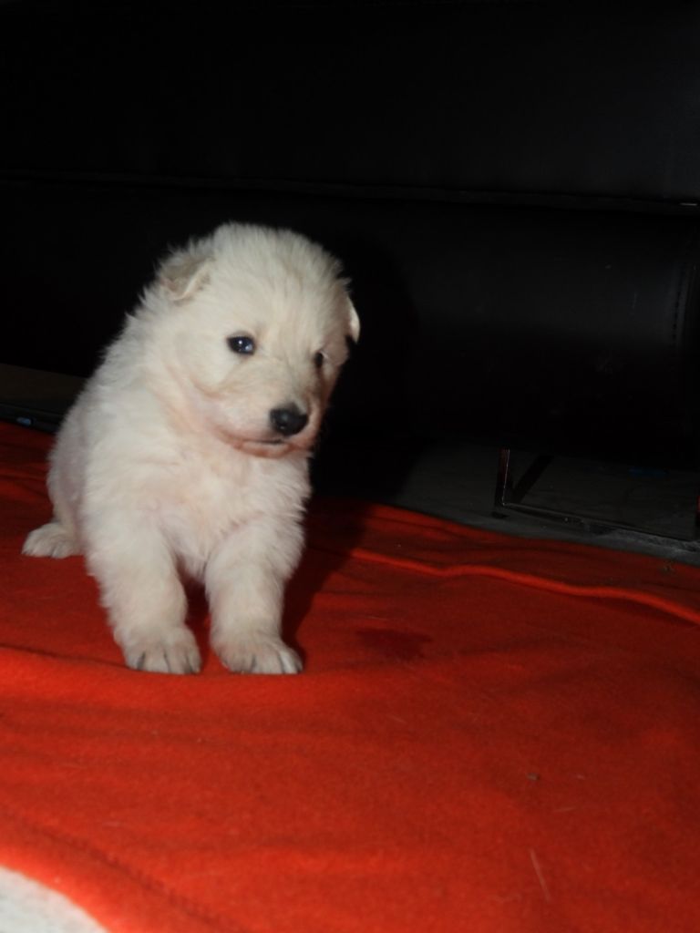 De La Forêt Des Bergers - Chiot disponible  - Berger Blanc Suisse