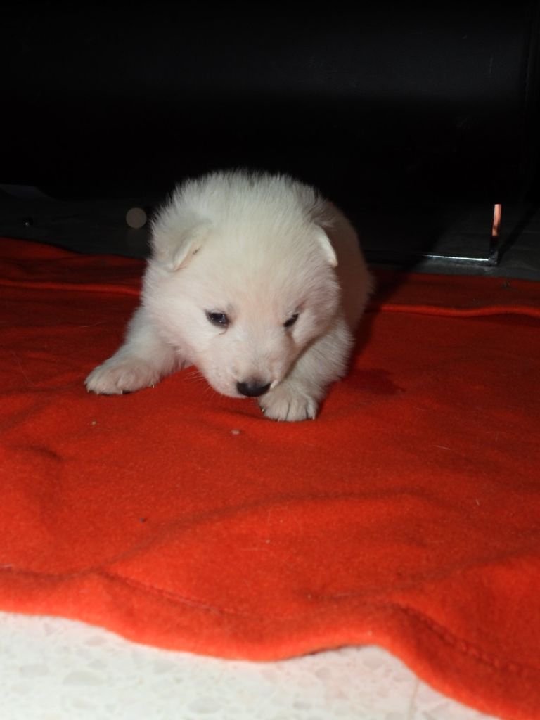 De La Forêt Des Bergers - Chiot disponible  - Berger Blanc Suisse