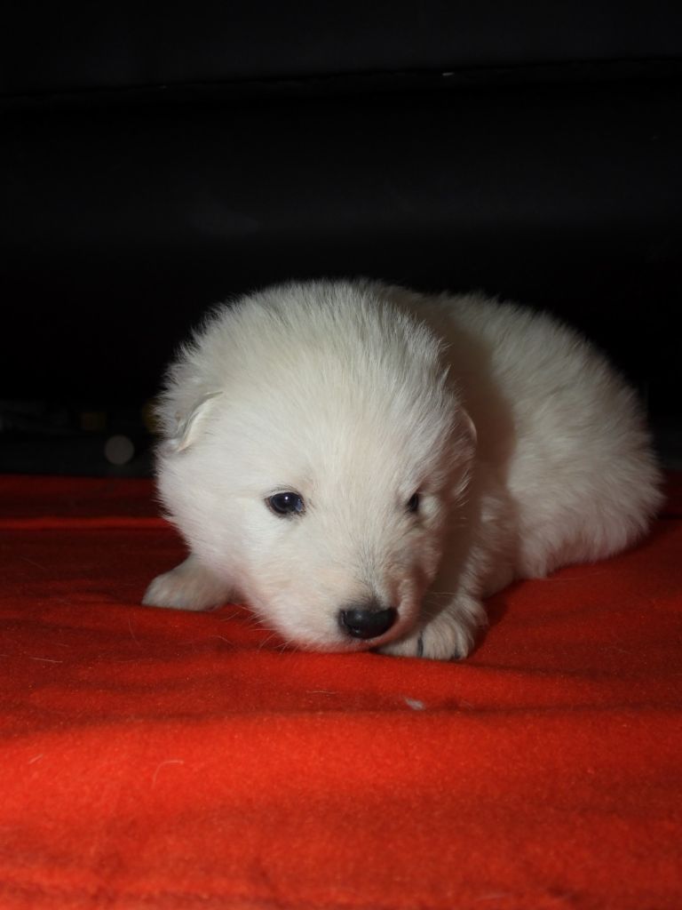 De La Forêt Des Bergers - Chiot disponible  - Berger Blanc Suisse