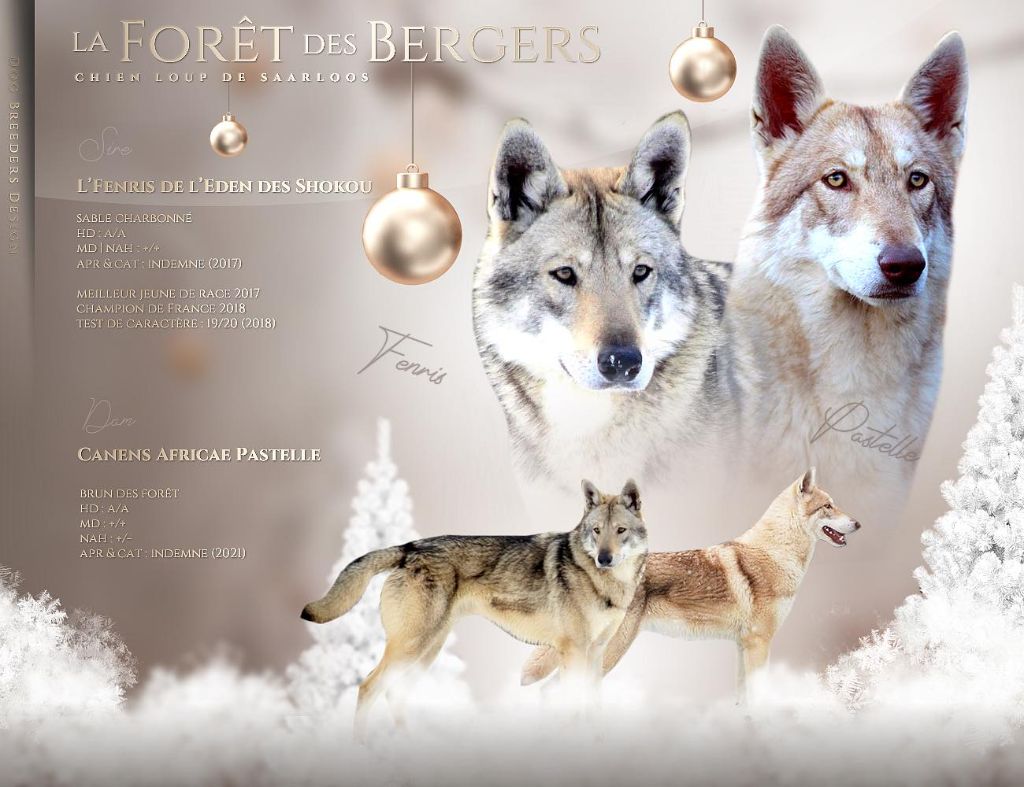 De La Forêt Des Bergers - Chien-loup de Saarloos - Portée née le 12/12/2021