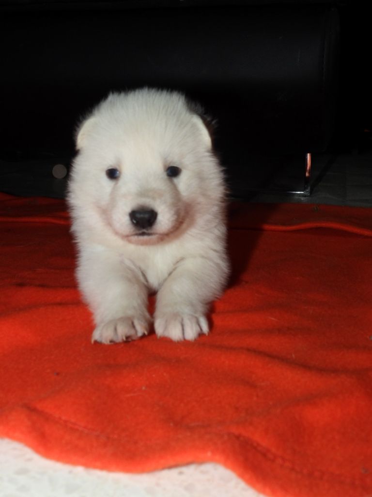 De La Forêt Des Bergers - Chiot disponible  - Berger Blanc Suisse