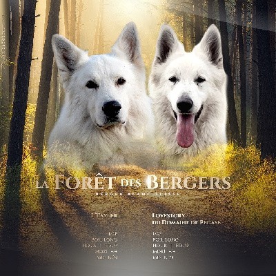 De La Forêt Des Bergers - Berger Blanc Suisse - Portée née le 12/02/2022