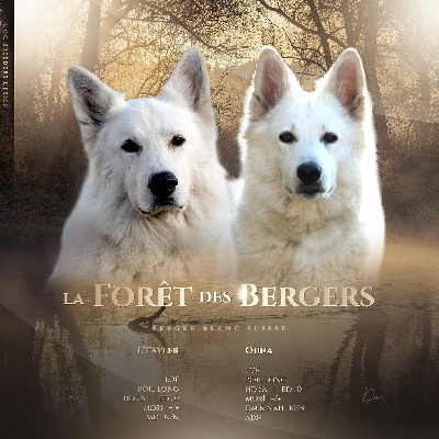 De La Forêt Des Bergers - Berger Blanc Suisse - Portée née le 12/03/2022