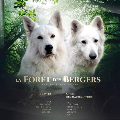 De La Forêt Des Bergers - Berger Blanc Suisse - Portée née le 11/02/2022