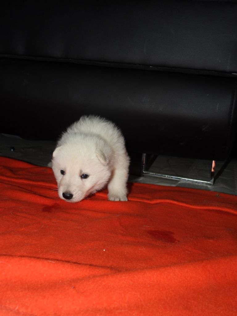 De La Forêt Des Bergers - Chiot disponible  - Berger Blanc Suisse