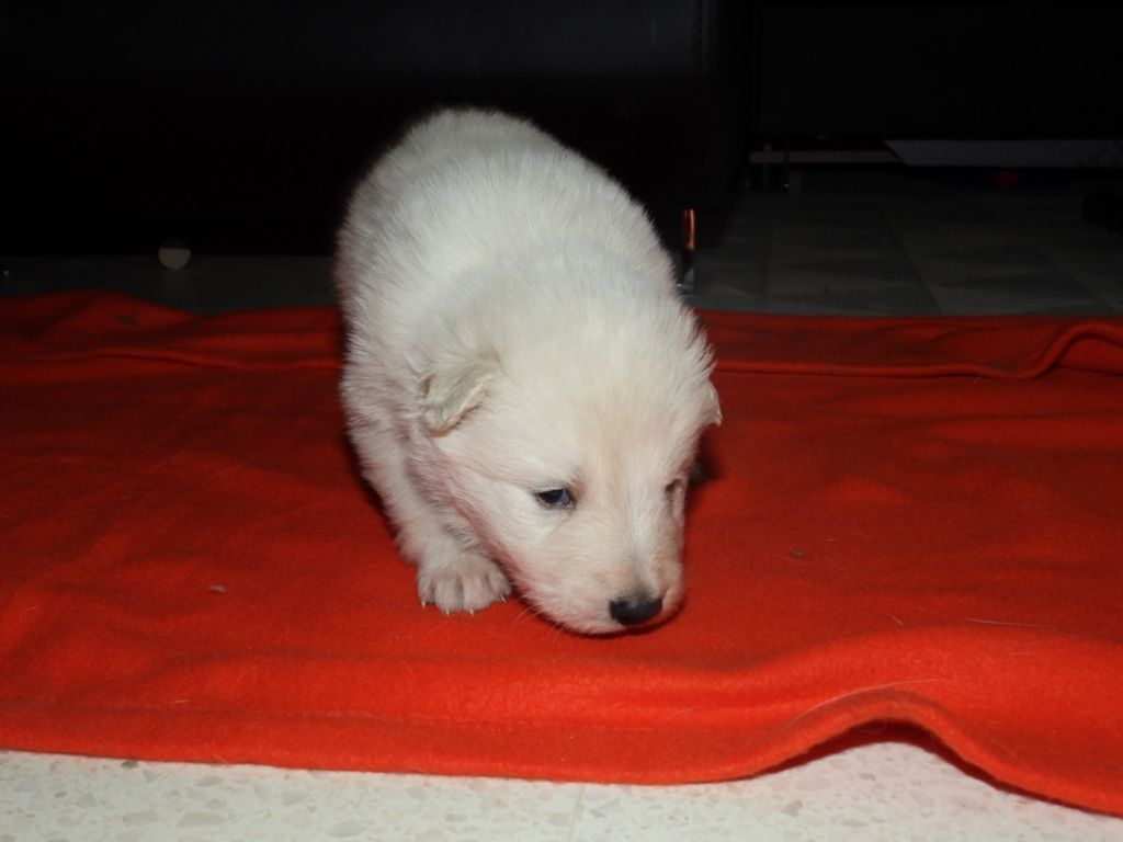 De La Forêt Des Bergers - Chiot disponible  - Berger Blanc Suisse