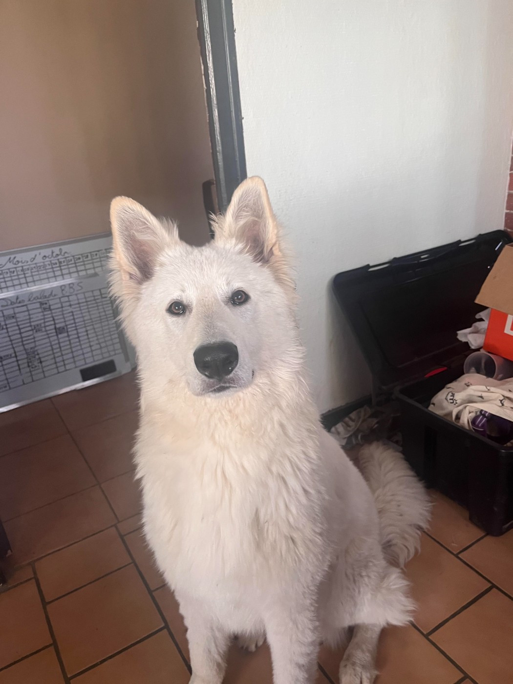 TYREESE De La Forêt Des Bergers