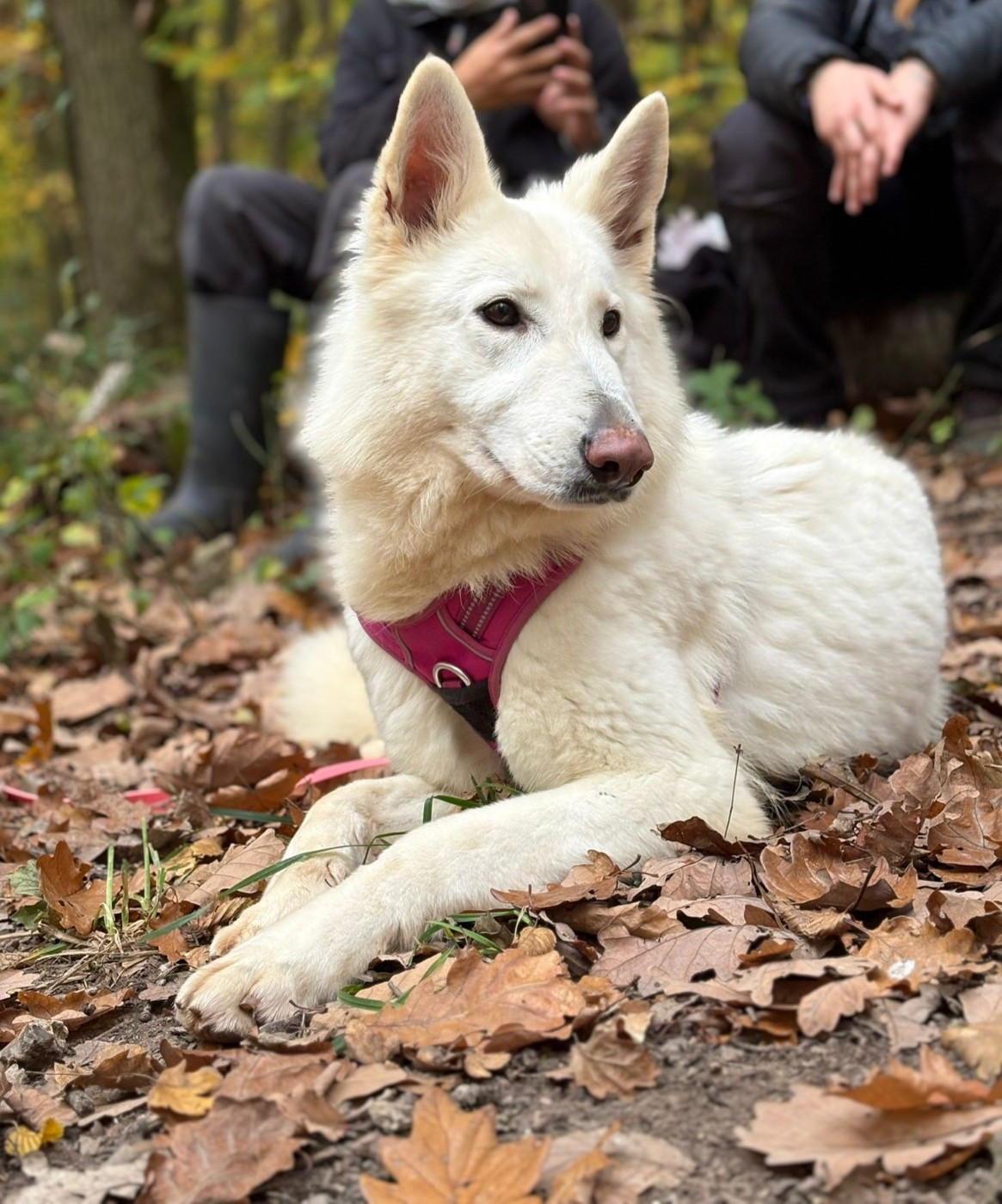Time De La Forêt Des Bergers