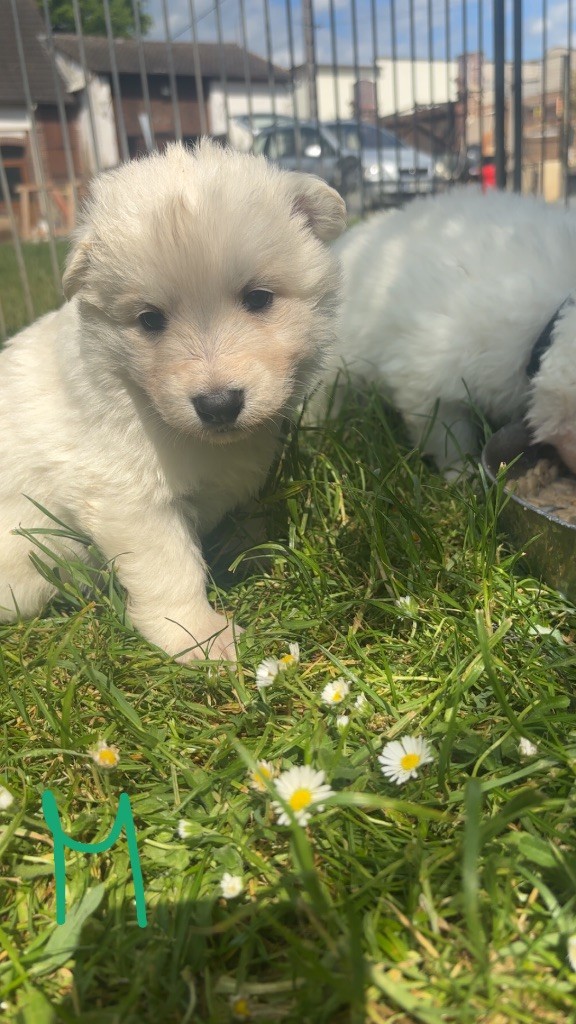 De La Forêt Des Bergers - Chiots disponibles - Berger Blanc Suisse