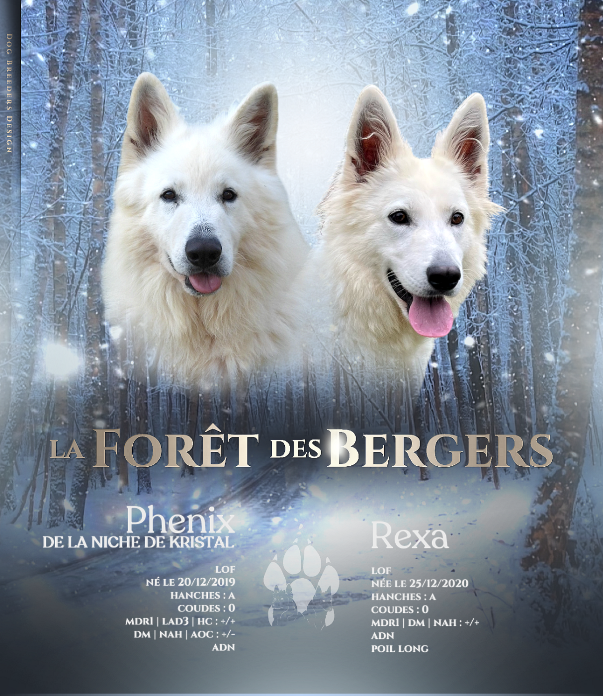 Chiot Berger Blanc Suisse De La Forêt Des Bergers