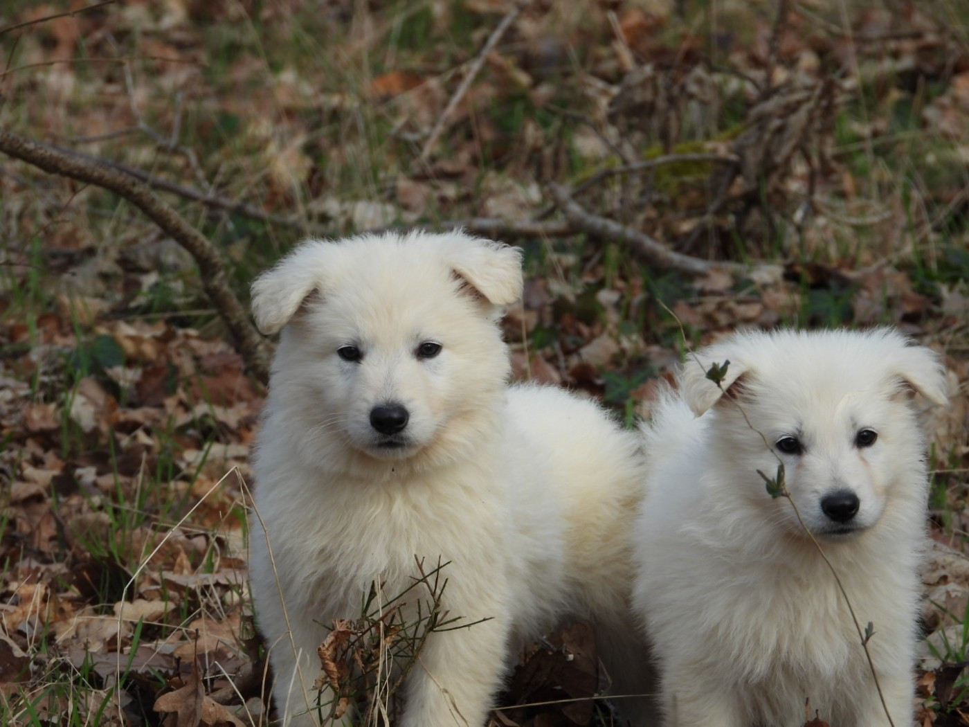 De La Forêt Des Bergers - Chiots disponibles - Berger Blanc Suisse