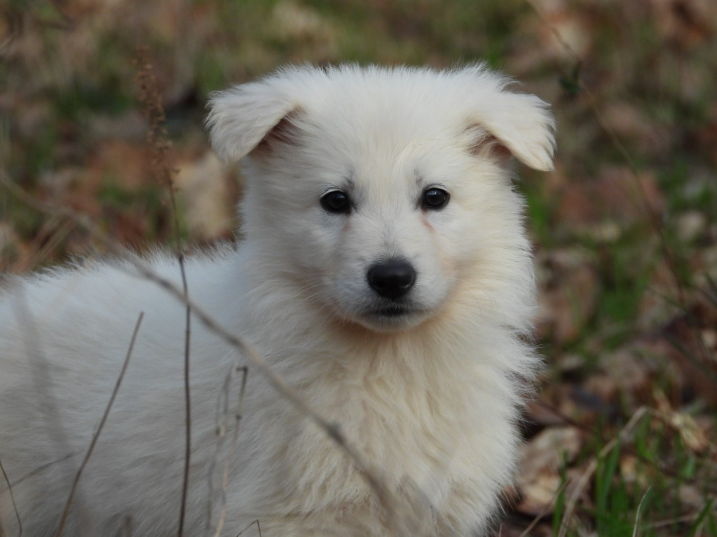 De La Forêt Des Bergers - Chiots disponibles - Berger Blanc Suisse