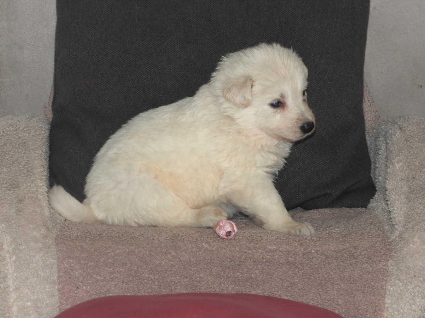 De La Forêt Des Bergers - Chiots disponibles - Berger Blanc Suisse