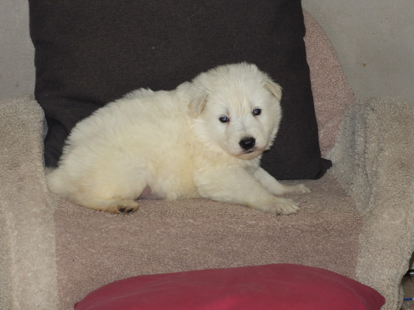 De La Forêt Des Bergers - Chiots disponibles - Berger Blanc Suisse