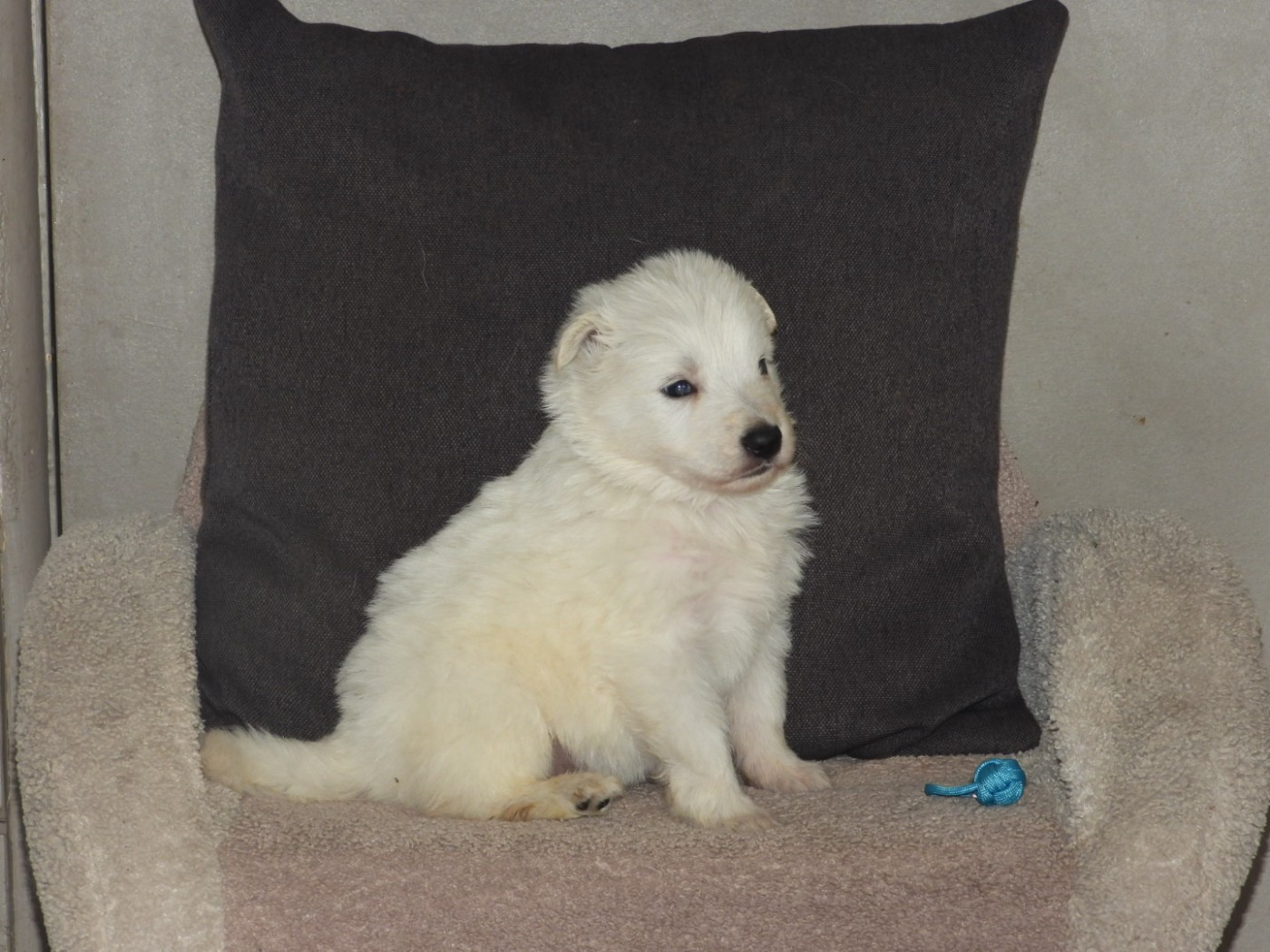 De La Forêt Des Bergers - Chiots disponibles - Berger Blanc Suisse