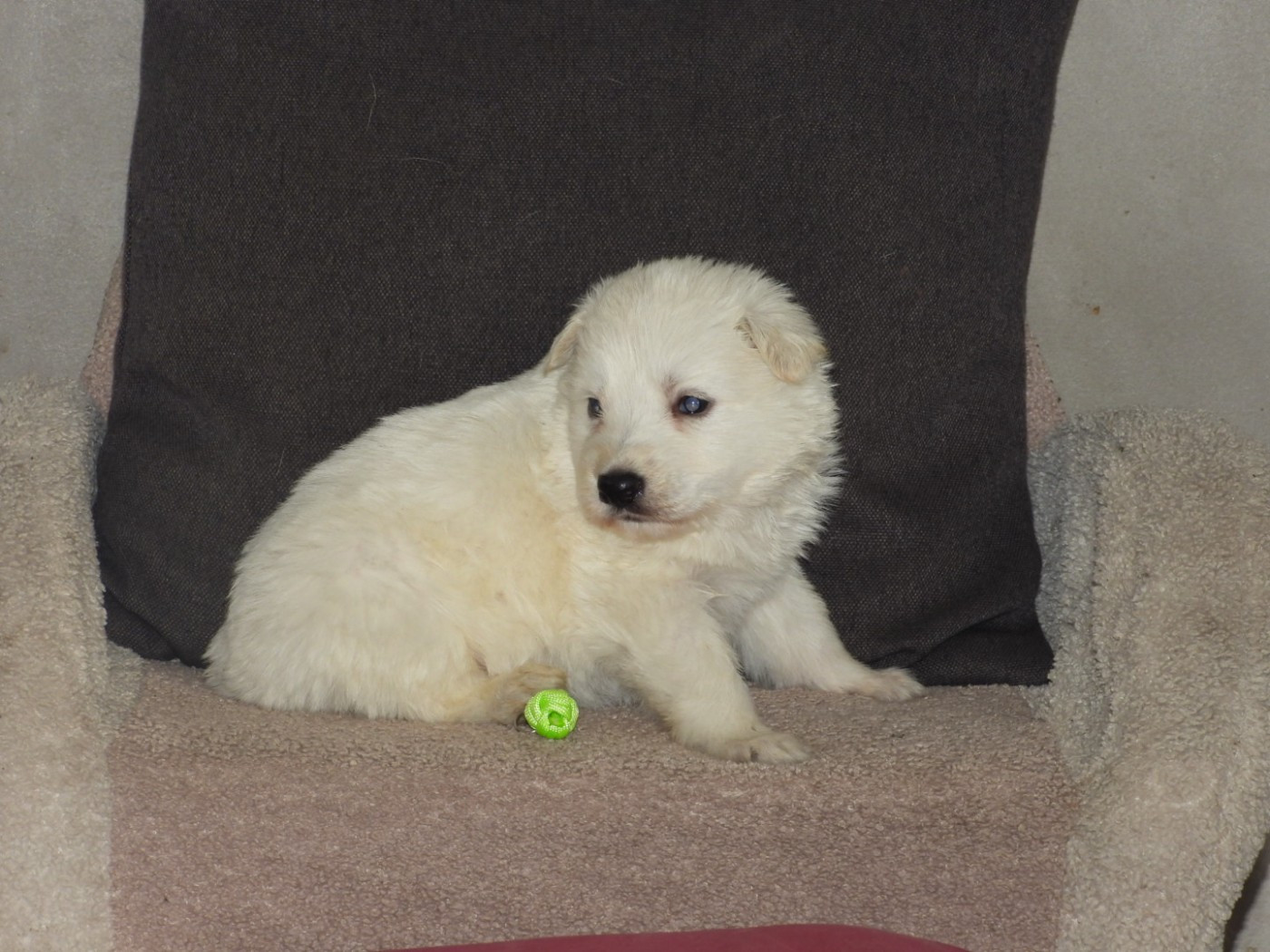 De La Forêt Des Bergers - Chiots disponibles - Berger Blanc Suisse