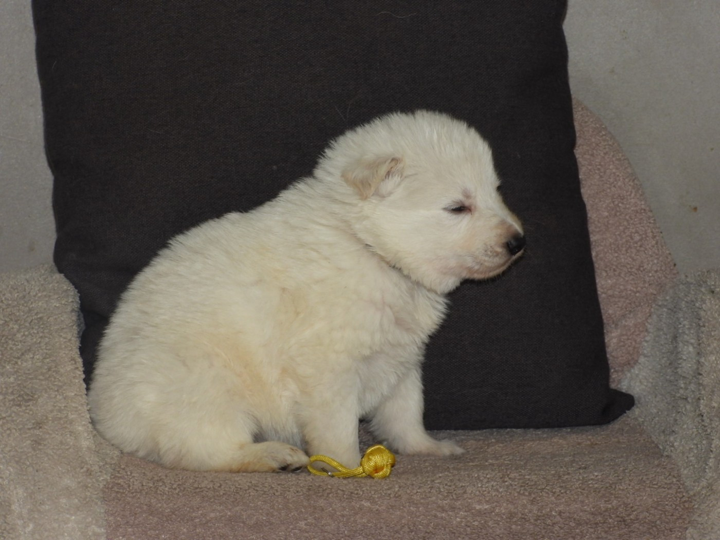 De La Forêt Des Bergers - Chiots disponibles - Berger Blanc Suisse