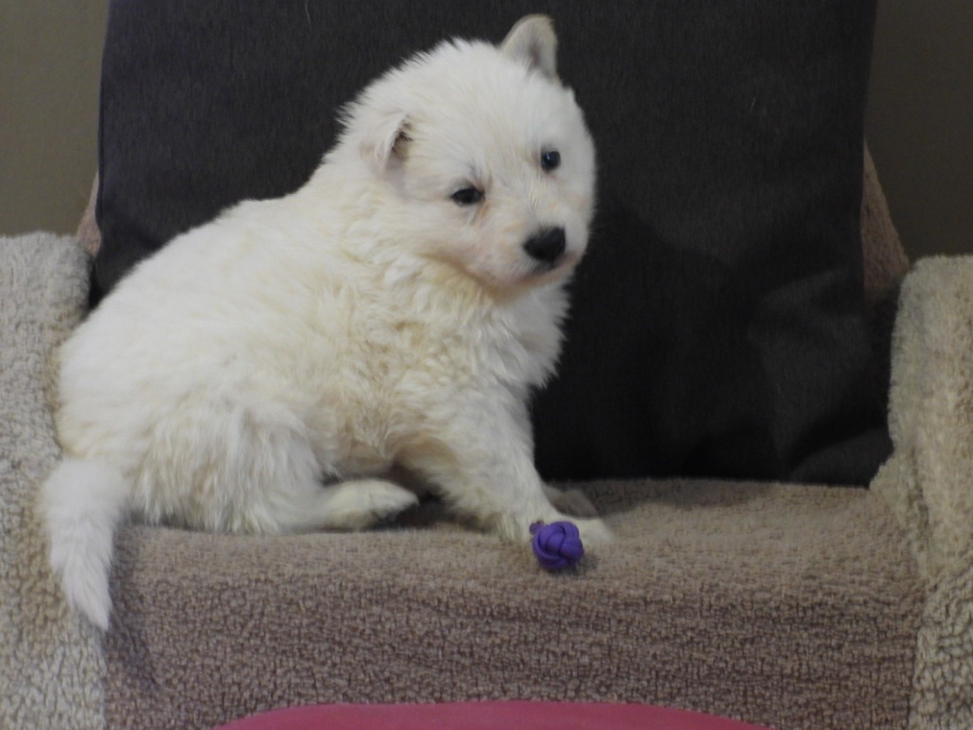 De La Forêt Des Bergers - Chiots disponibles - Berger Blanc Suisse