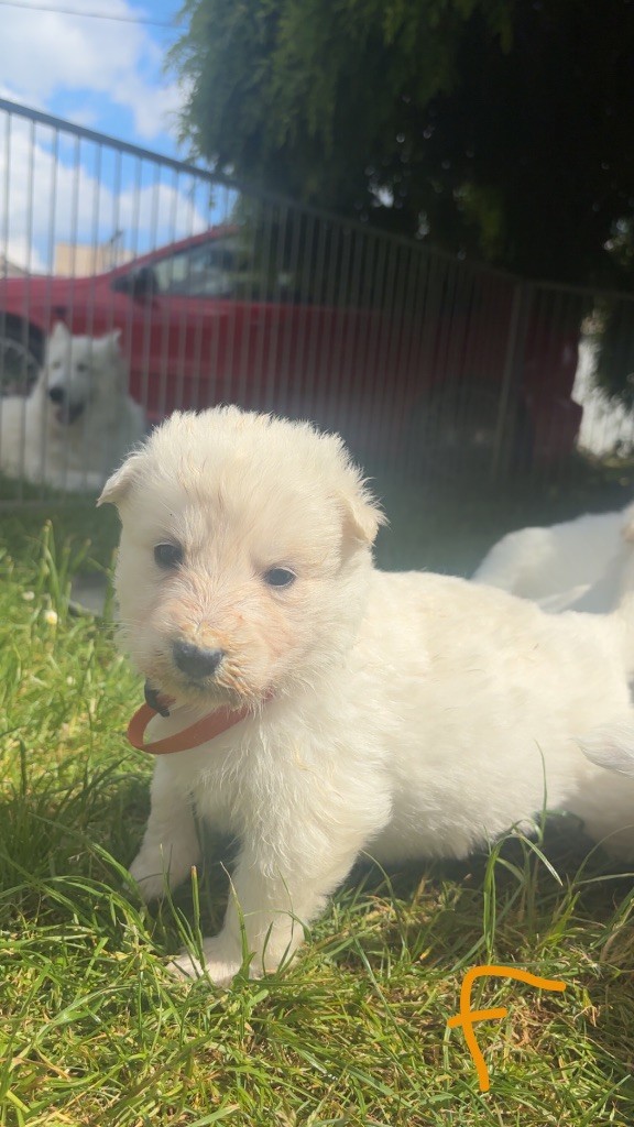 De La Forêt Des Bergers - Chiots disponibles - Berger Blanc Suisse