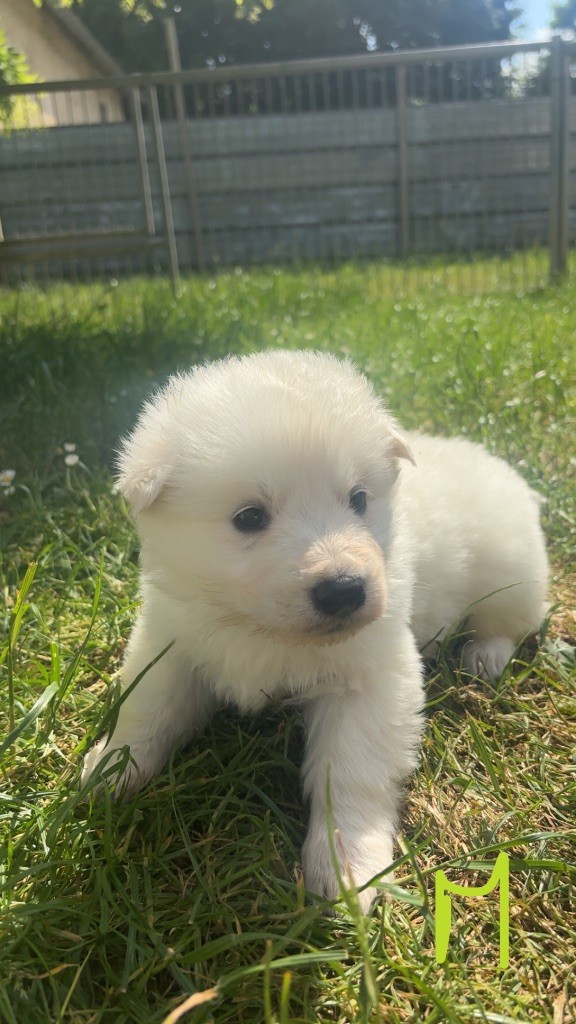 De La Forêt Des Bergers - Chiots disponibles - Berger Blanc Suisse