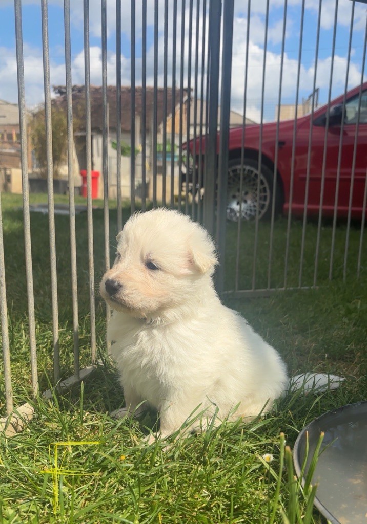 De La Forêt Des Bergers - Chiots disponibles - Berger Blanc Suisse