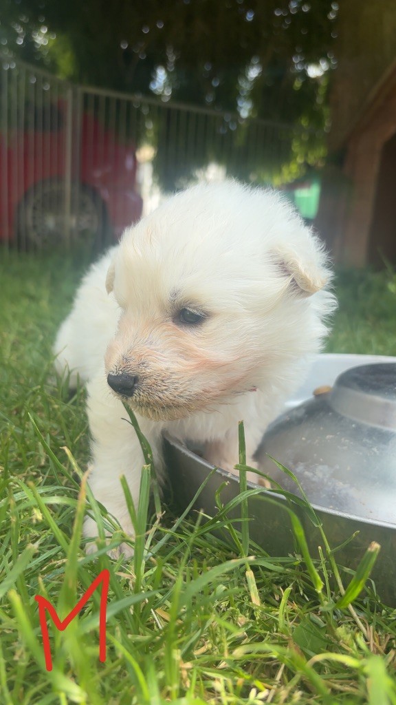 De La Forêt Des Bergers - Chiots disponibles - Berger Blanc Suisse