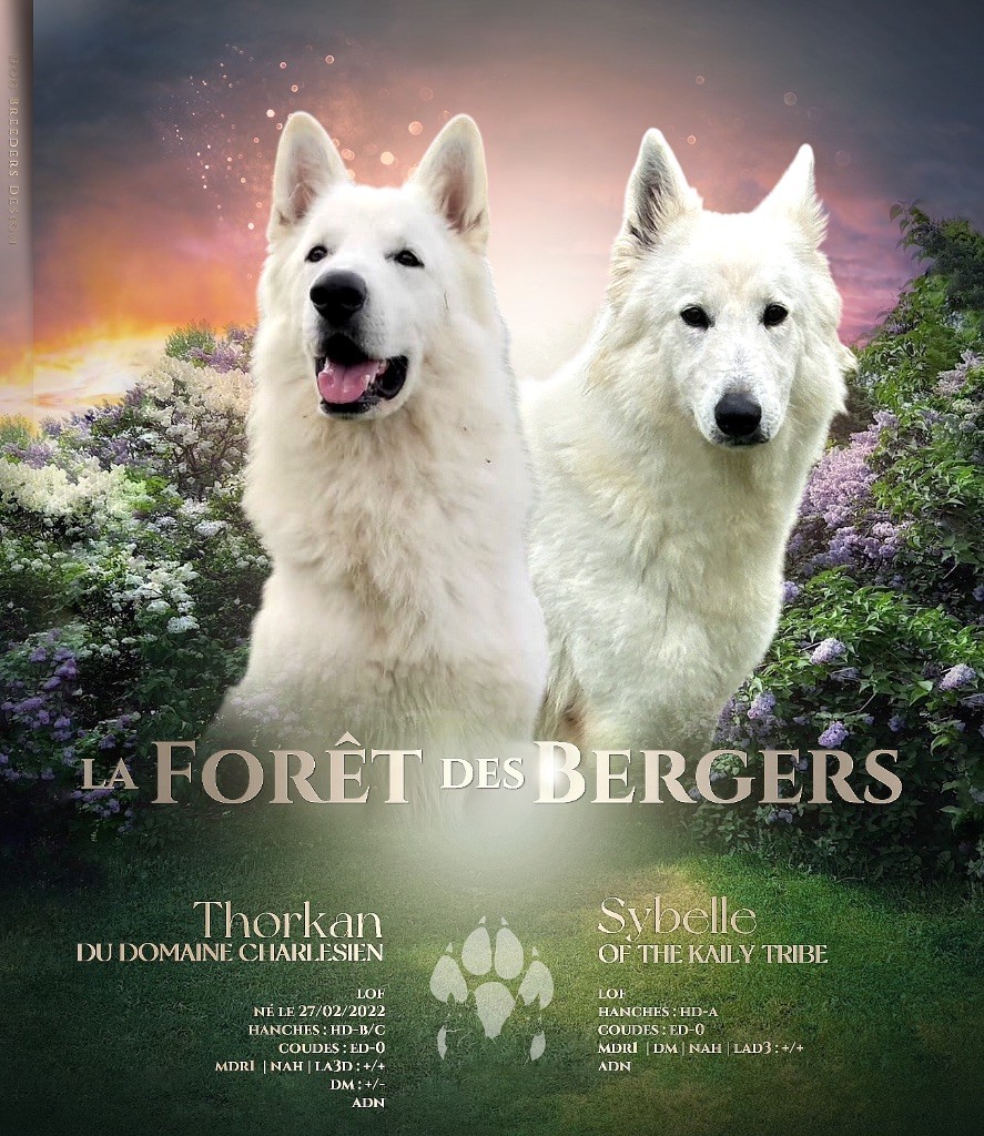 Chiot Berger Blanc Suisse De La Forêt Des Bergers