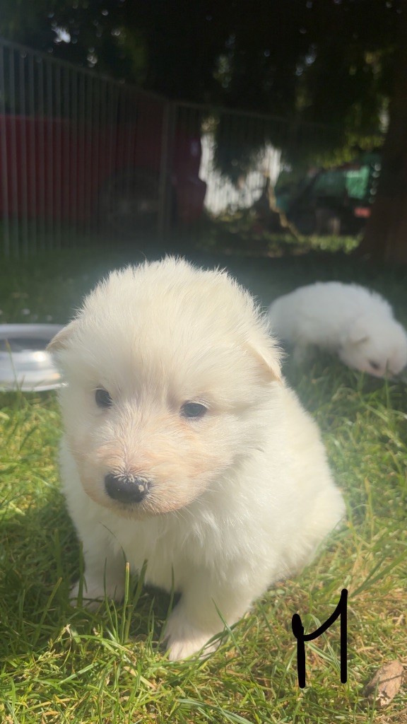 De La Forêt Des Bergers - Chiots disponibles - Berger Blanc Suisse