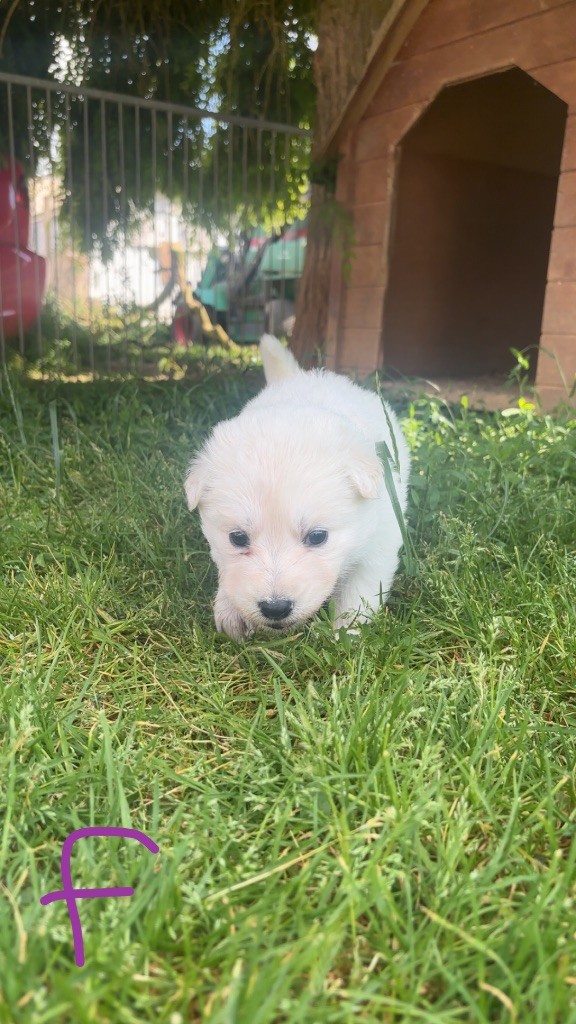 De La Forêt Des Bergers - Chiots disponibles - Berger Blanc Suisse